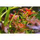 Людвігія Рубін (Ludwigia Repens Rubin)