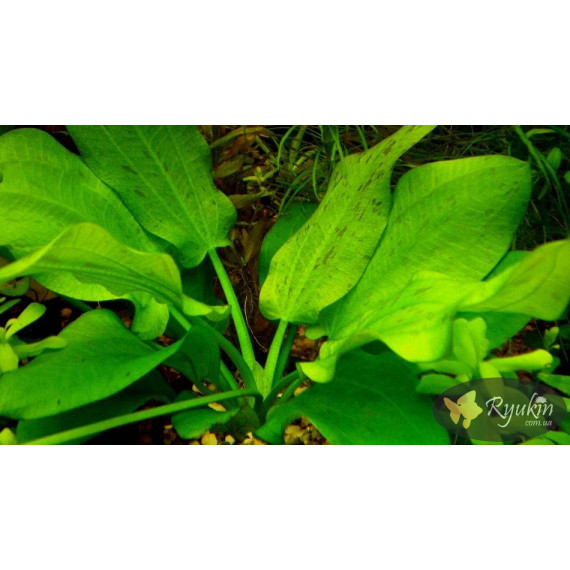Эхинодорус Крапчатый (Echinodorus Aspersus)