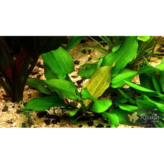 Эхинодорус Крапчатый (Echinodorus Aspersus)