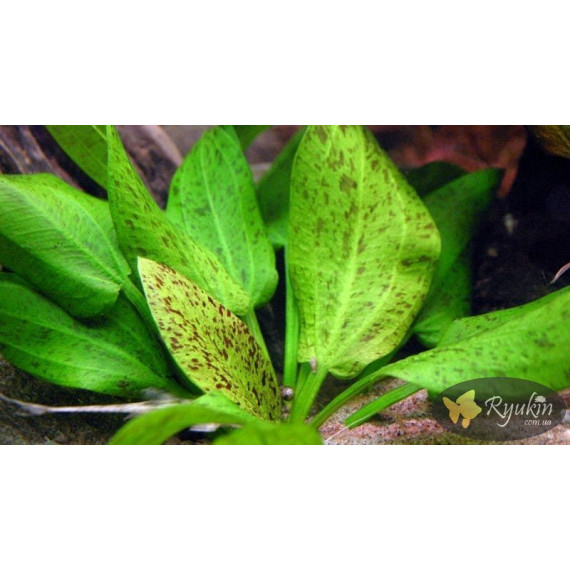 Эхинодорус Крапчатый (Echinodorus Aspersus)