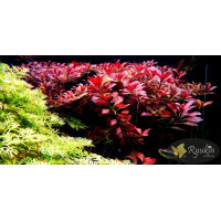 Людвигия Рубин (Ludwigia Repens Rubin)