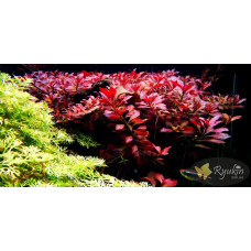 Людвігія Рубін (Ludwigia Repens Rubin)