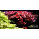 Людвігія Рубін (Ludwigia Repens Rubin)