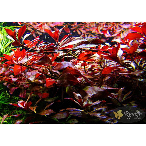 Людвігія Рубін (Ludwigia Repens Rubin)