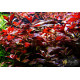 Людвігія Рубін (Ludwigia Repens Rubin)