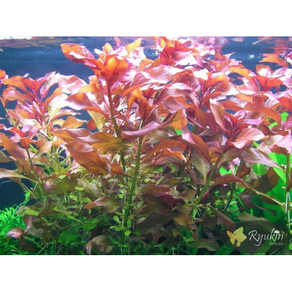 Людвігія Рубін (Ludwigia Repens Rubin)