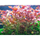 Людвігія Рубін (Ludwigia Repens Rubin)
