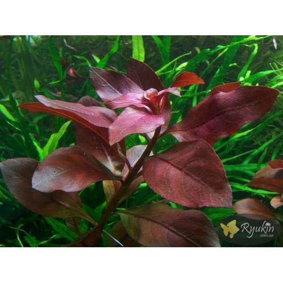 Людвігія Рубін (Ludwigia Repens Rubin)