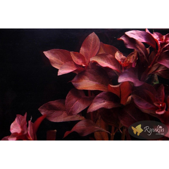 Людвігія Рубін (Ludwigia Repens Rubin)