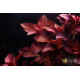 Людвігія Рубін (Ludwigia Repens Rubin)