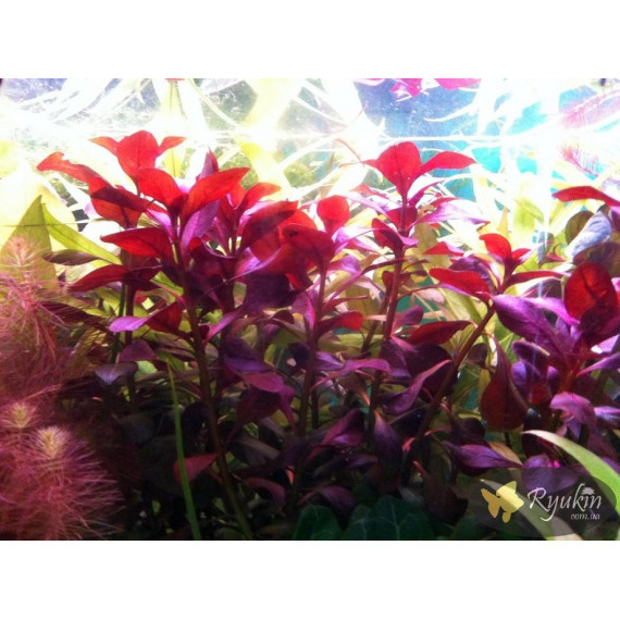 Людвігія Рубін (Ludwigia Repens Rubin)