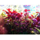 Людвігія Рубін (Ludwigia Repens Rubin)
