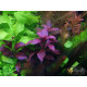 Людвігія Рубін (Ludwigia Repens Rubin)