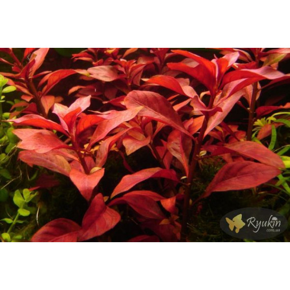 Людвігія Рубін (Ludwigia Repens Rubin)