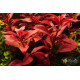 Людвігія Рубін (Ludwigia Repens Rubin)