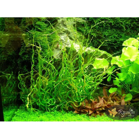 Ехінодорус Везувій (Echinodorus Vesuvius)