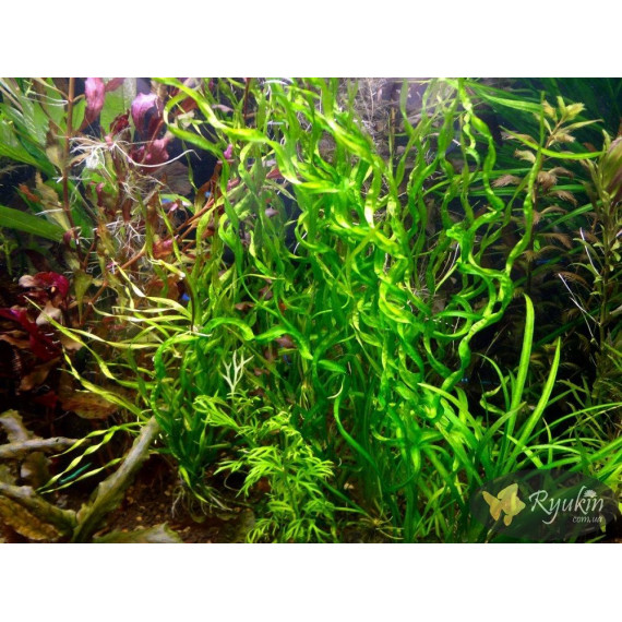 Ехінодорус Везувій (Echinodorus Vesuvius)