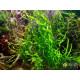 Ехінодорус Везувій (Echinodorus Vesuvius)