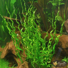 Ехінодорус Везувій (Echinodorus Vesuvius)