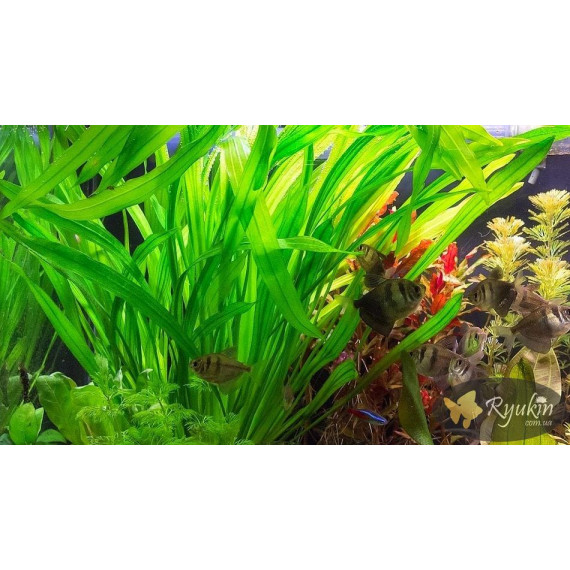 Эхинодорус Горемана Зеленый (Echinodorus Horemanii Green)