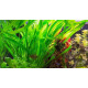 Эхинодорус Горемана Зеленый (Echinodorus Horemanii Green)