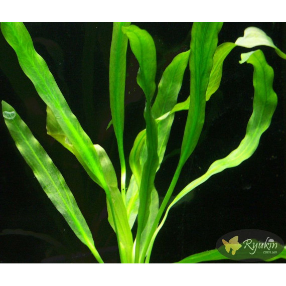 Эхинодорус Горемана Зеленый (Echinodorus Horemanii Green)