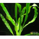 Эхинодорус Горемана Зеленый (Echinodorus Horemanii Green)