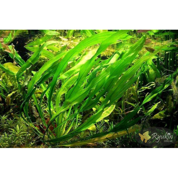 Эхинодорус Горемана Зеленый (Echinodorus Horemanii Green)