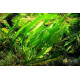 Эхинодорус Горемана Зеленый (Echinodorus Horemanii Green)