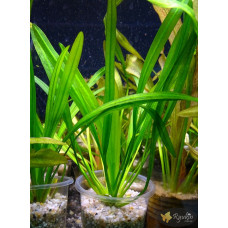 Эхинодорус Горемана Зеленый (Echinodorus Horemanii Green)