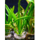 Эхинодорус Горемана Зеленый (Echinodorus Horemanii Green)