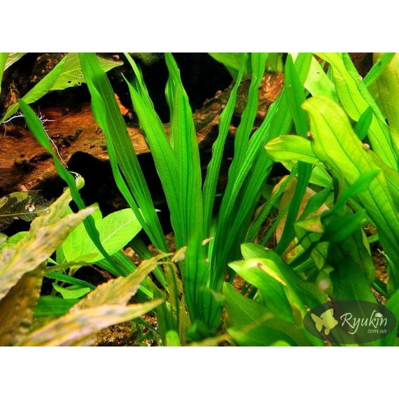 Эхинодорус Горемана Зеленый (Echinodorus Horemanii Green)