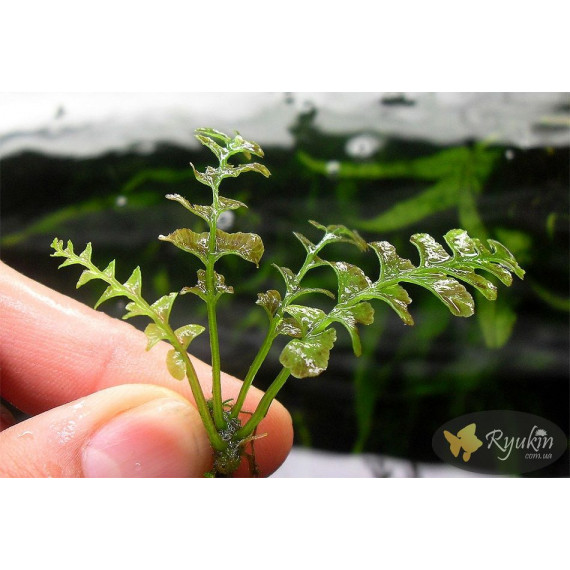 Папороть Аурікулатум (Crepidomanes Auriculatum)