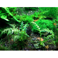 Папороть Аурікулатум (Crepidomanes Auriculatum)