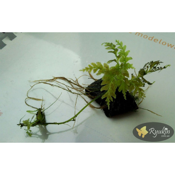 Папороть Аурікулатум (Crepidomanes Auriculatum)