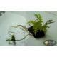 Папороть Аурікулатум (Crepidomanes Auriculatum)