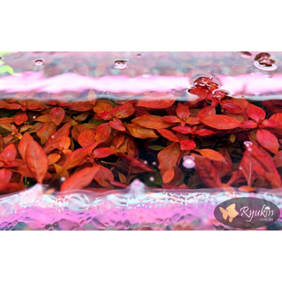 Людвигия Супер Ред (Ludwigia Super Red)