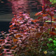 Людвигия Супер Ред (Ludwigia Super Red)