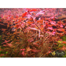 Людвігія Супер Ред (Ludwigia Super Red)