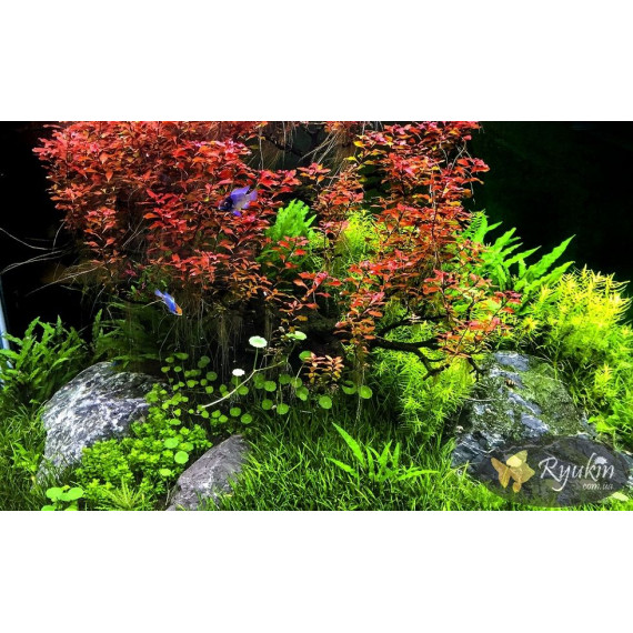 Людвигия Супер Ред (Ludwigia Super Red)