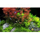 Людвигия Супер Ред (Ludwigia Super Red)