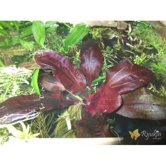Эхинодорус Дарк Бьюти (Echinodorus Dark Beauty)