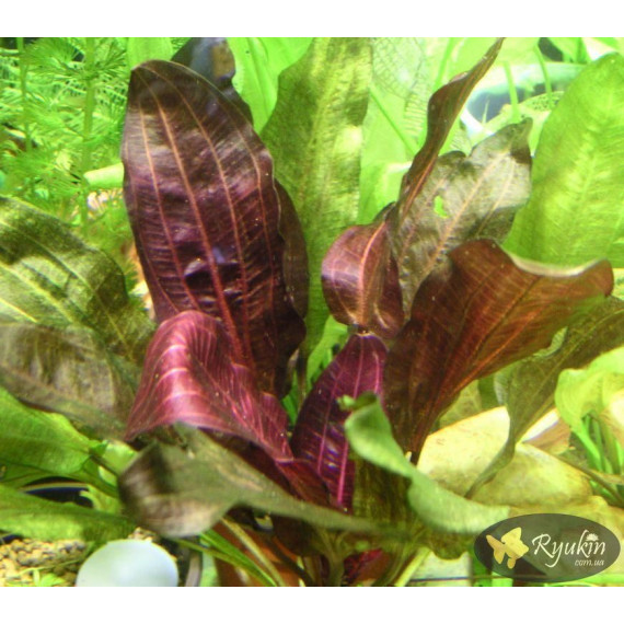 Эхинодорус Дарк Бьюти (Echinodorus Dark Beauty)