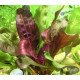 Эхинодорус Дарк Бьюти (Echinodorus Dark Beauty)