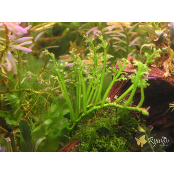 Папороть Болбітіс Гетерокліта Діфформіс (Bolbitis Heteroclita Difformis)
