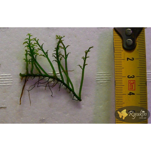 Папороть Болбітіс Гетерокліта Діфформіс (Bolbitis Heteroclita Difformis)