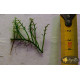 Папороть Болбітіс Гетерокліта Діфформіс (Bolbitis Heteroclita Difformis)