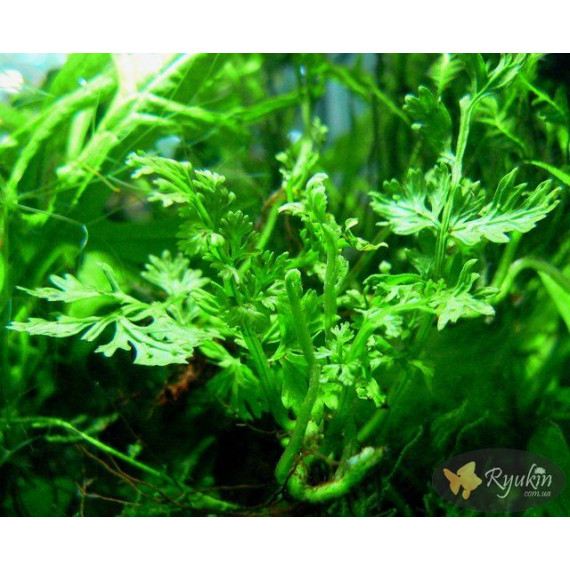 Папороть Болбітіс Гетерокліта Діфформіс (Bolbitis Heteroclita Difformis)