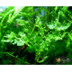 Папороть Болбітіс Гетерокліта Діфформіс (Bolbitis Heteroclita Difformis)