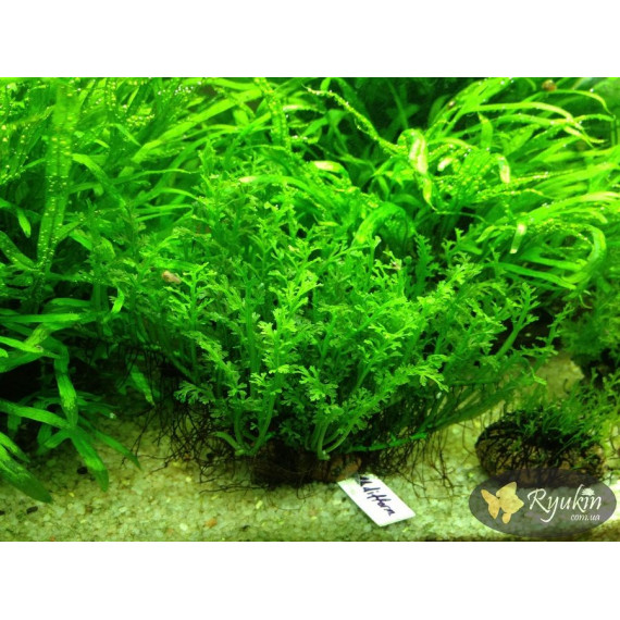 Папороть Болбітіс Гетерокліта Діфформіс (Bolbitis Heteroclita Difformis)